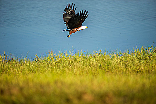 鱼,鹰,吼海雕,乔贝国家公园,博茨瓦纳