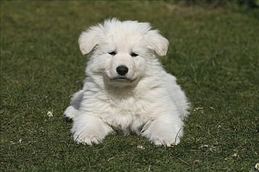 白色,瑞士,小狗,7星期大,躺着,草地