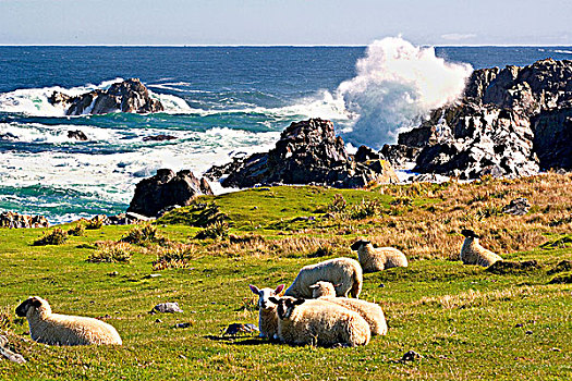 绵羊,放牧,波浪,海岸线,纽芬兰,加拿大