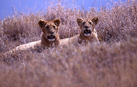 两个,狮子,非洲