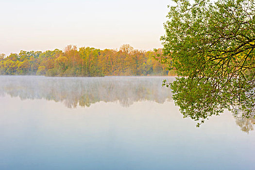 湖,树,早晨,亮光,黑森州,德国