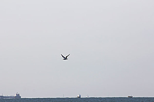 海鸥在海面上飞翔