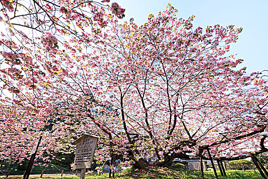 樱花,北海道