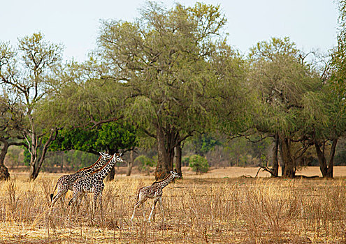 长颈鹿,小动物,走,干燥,草原,南卢安瓜国家公园,赞比亚,非洲