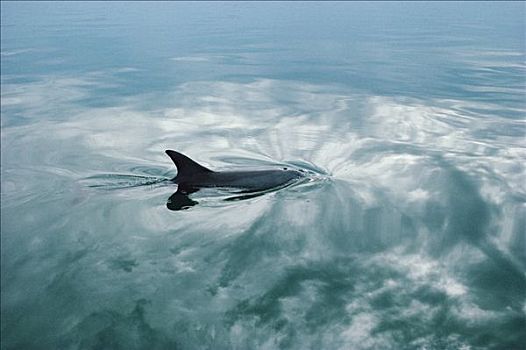 宽吻海豚,平面,鲨鱼湾,澳大利亚