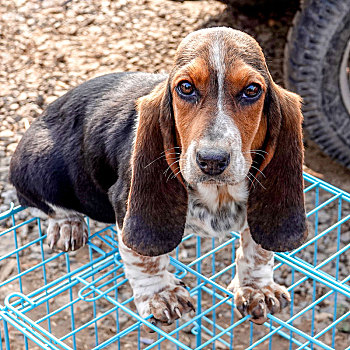 宠物犬,巴吉度猎犬