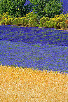 斯佩尔特小麦,土地,盛开,薰衣草,扫帚,普罗旺斯,法国