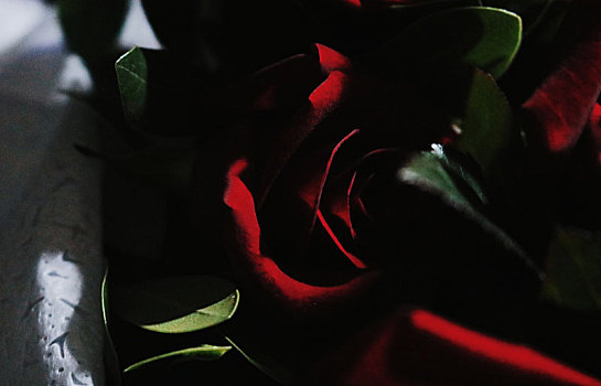 黑暗之中的玫瑰