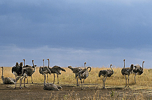 鸵鸟,鸵鸟属,骆驼,女性,内罗毕,公园,肯尼亚