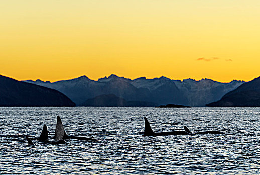 逆戟鲸,群,动物种群,日落,山,背影,挪威,欧洲