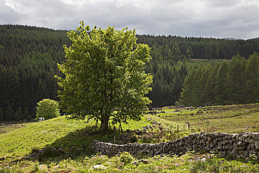 树,邓弗里斯,苏格兰
