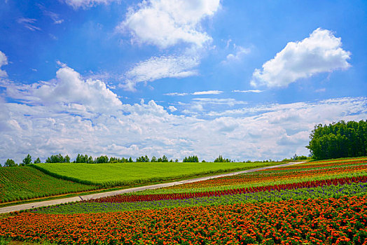 北海道,夏天