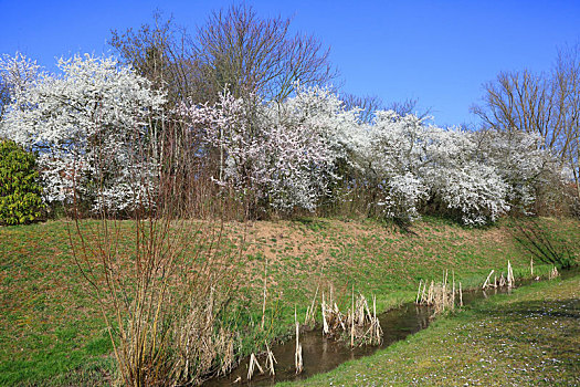 花,山楂