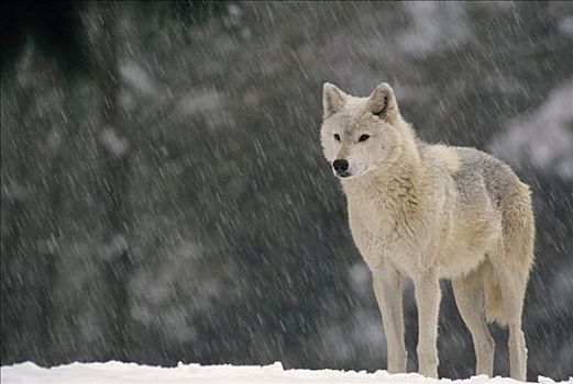 大灰狼,狼,女性,气候温和,北美