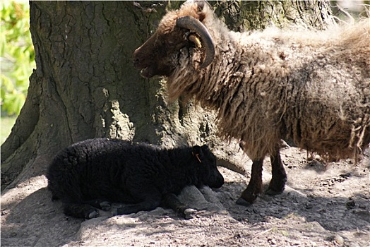 绵羊,冰岛绵羊
