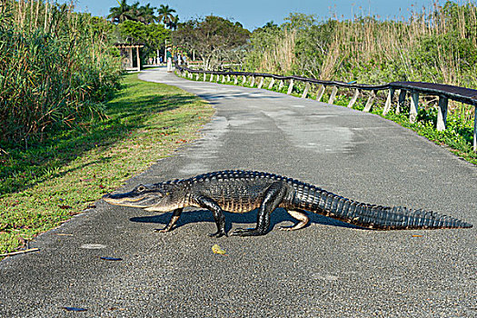 美国短吻鳄,小路,美洲蛇鸟,大沼泽地国家公园,佛罗里达,美国,北美