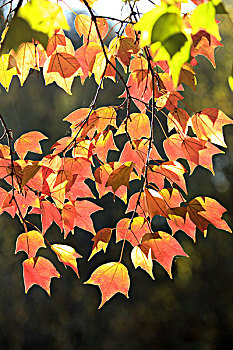 三角枫,红叶,秋天