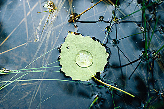 水滴,叶子,瑞典