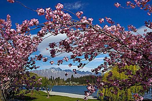 春天,花,瓦卡蒂普湖,壮观,皇后镇,奥塔哥,南岛,新西兰