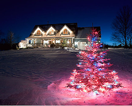 圣诞树,多伦多,安大略省,加拿大