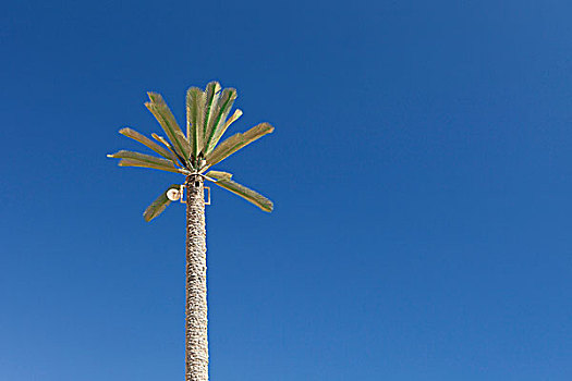手机,棕榈树,埃及,非洲
