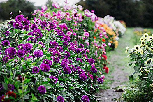 夏花,农作物,有机,花,照料,大丽花,紫色,粉色,彩色