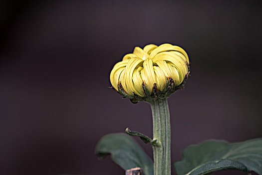 菊花特写