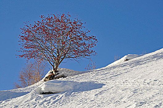 花,树,冬天,风景,瑞士,欧洲