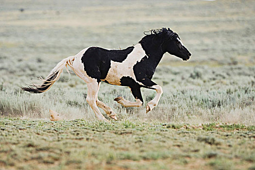 马,成年,普赖尔山野马放牧区,蒙大拿,美国