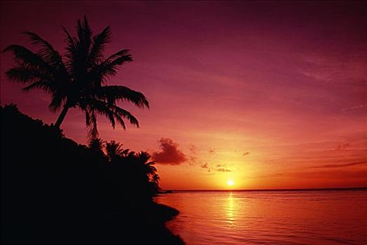 关岛,湾,日出,棕榈树,鲜明,粉红天空