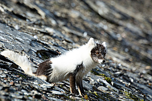 挪威,斯瓦尔巴特群岛,北极狐,狐属,混合,外套,尾随,鸟