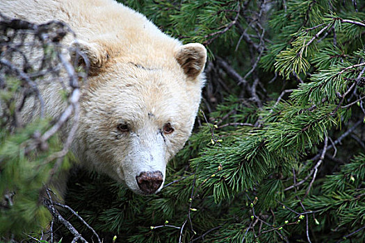 白灵熊,美洲黑熊,灵熊,室外,新,草,河,平台,不列颠哥伦比亚省