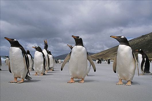 巴布亚企鹅,海滩,福克兰群岛,南极
