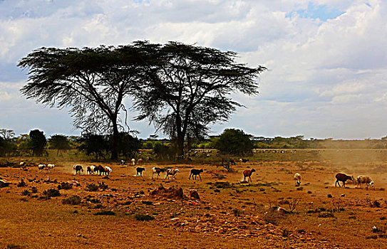 肯尼亚大草原