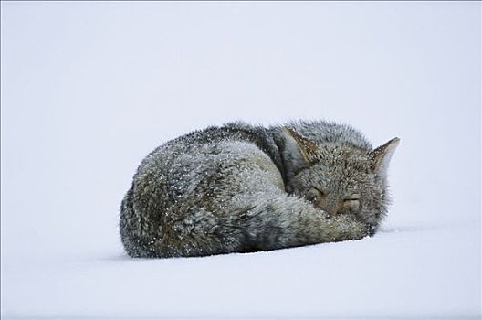 丛林狼,犬属,睡觉,雪,地面,落基山脉,北美