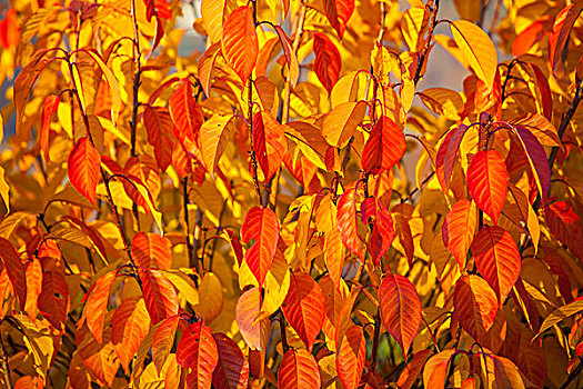 秋天,色彩,叶子,灌木,德国,欧洲