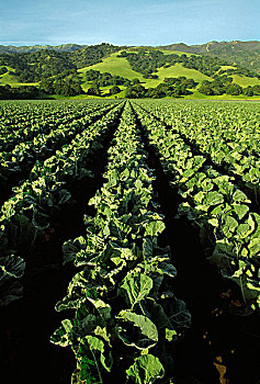农业,生长,花椰菜,地点,圣露西亚,山,背景,山谷,加利福尼亚,美国