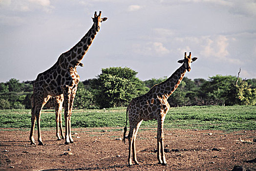 纳米比亚,埃托沙国家公园,两个,长颈鹿,大幅,尺寸