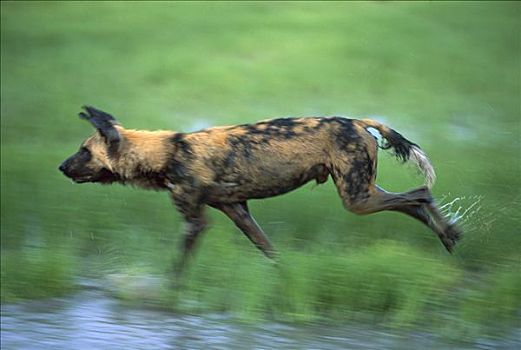 非洲野狗,非洲野犬属,濒危,萨维提,乔贝国家公园,博茨瓦纳