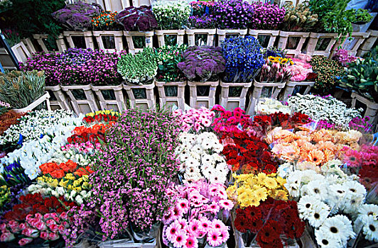 花,展示,市场货摊,花市,伦敦,英格兰