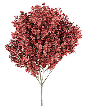 红枫,树,隔绝,白色背景,背景,插画