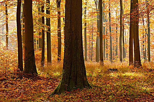 晴朗,山毛榉,树林,秋天,哈尔茨山,靠近,萨克森安哈尔特,德国