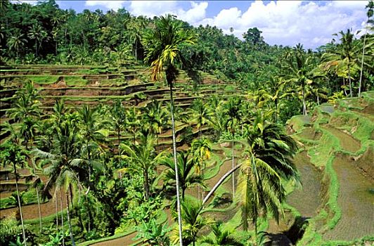 印度尼西亚,巴厘岛,稻田,树林