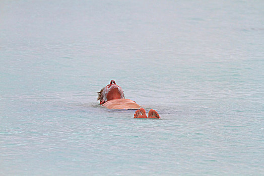 热浴,蓝色泻湖,靠近,冰岛