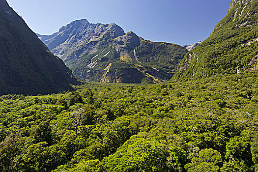 木头,山谷,峡湾国家公园,南阿尔卑斯山,南部地区,南岛,新西兰