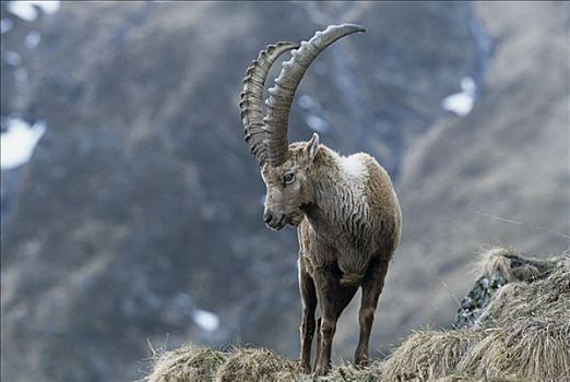 阿尔卑斯野山羊,羱羊,成年,雄性,站立,死,草