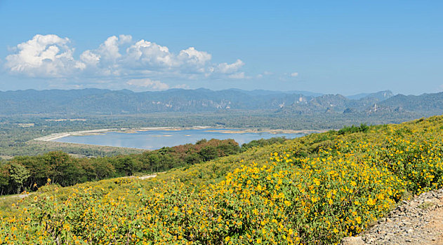 自然,风景,水库,山谷,花,盛开