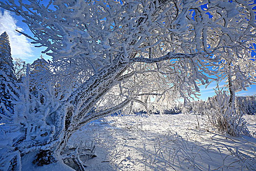 长白山下林海雪原