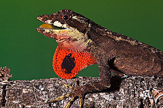 蜥蜴,西北地区,厄瓜多尔