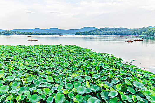 杭州西湖夏天